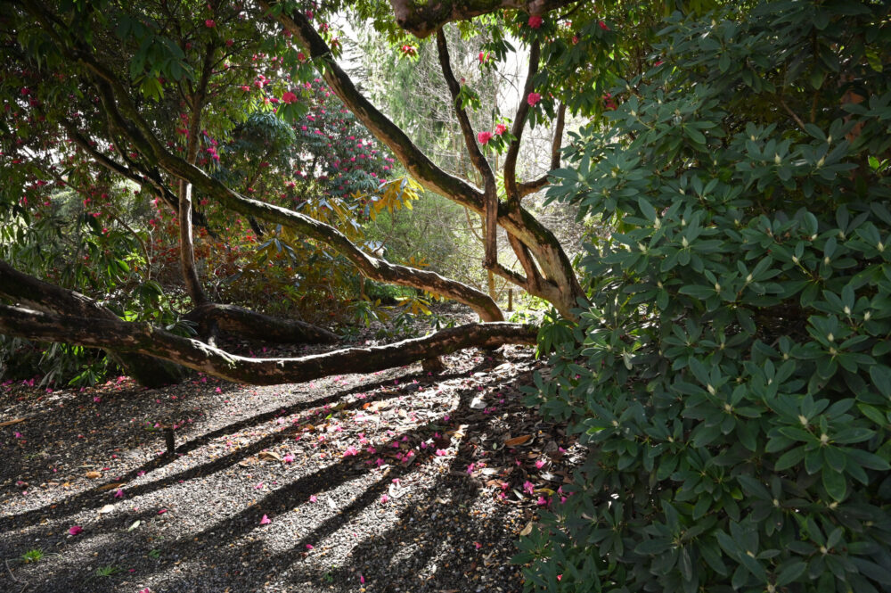 Glenarn Garden for Discover Scottish Gardens.