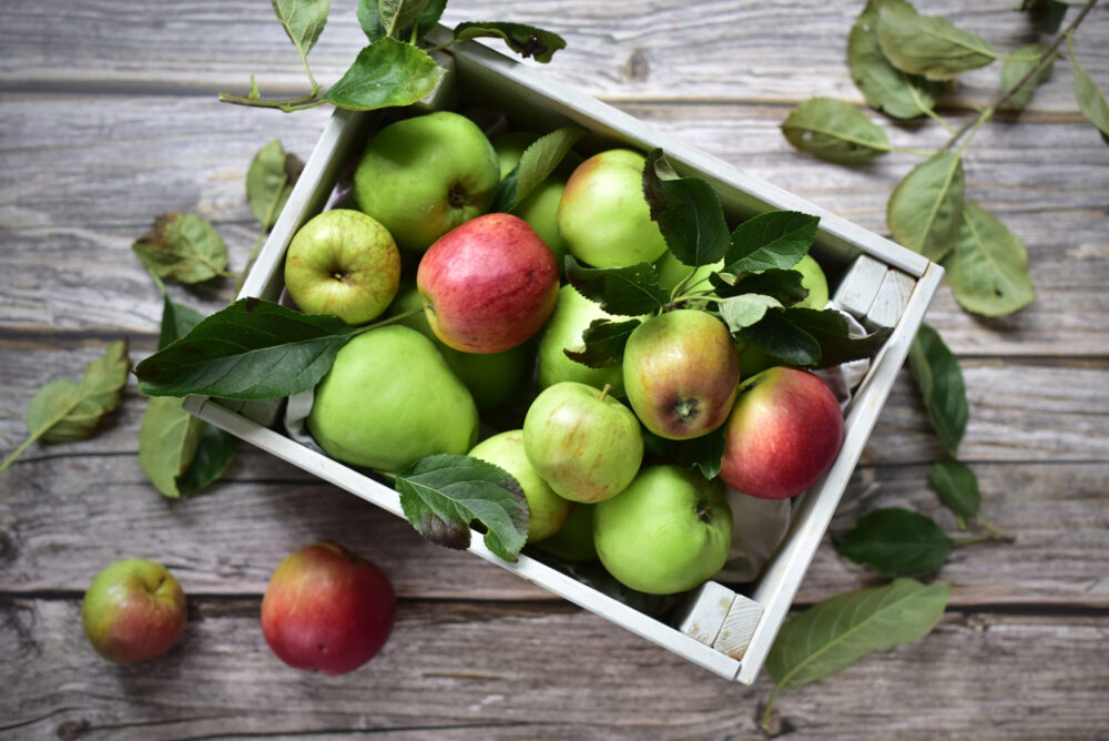Apple harvest